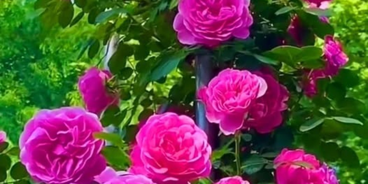 Astros Notes: Grand Slams and Cy Youthful Award