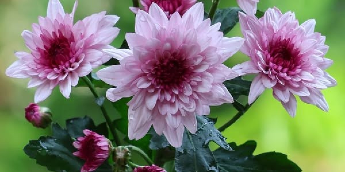 The Working day Just after the Working day When: The Houston Texans outlast the Jacksonville Jaguars inside of 7 days 13